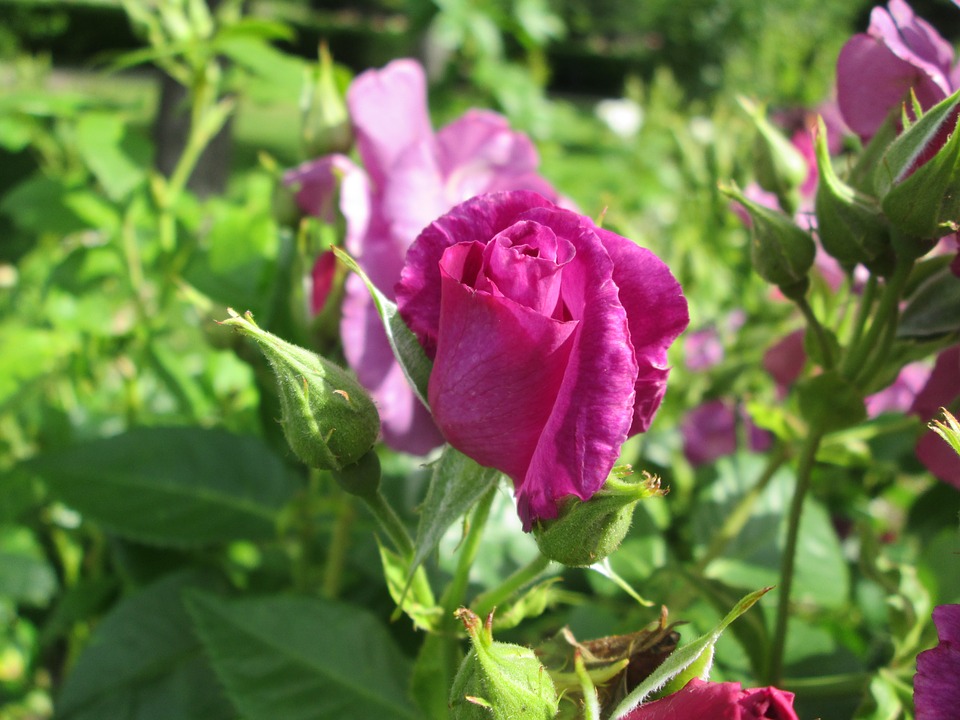 růže na zahradě
